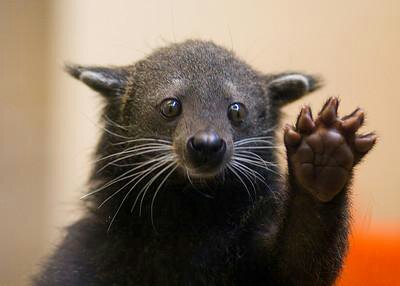 bearcat.jpg image